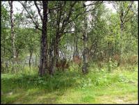 Bifogad bild: norge2010augusti079.jpg